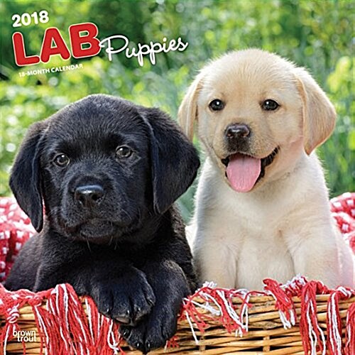 2018 Labrador Retriever Puppies Wall Calendar (Wall)