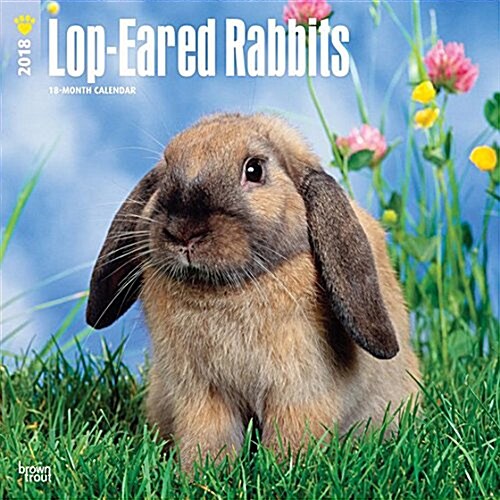 2018 Lop Eared Rabbits Wall Calendar (Wall)