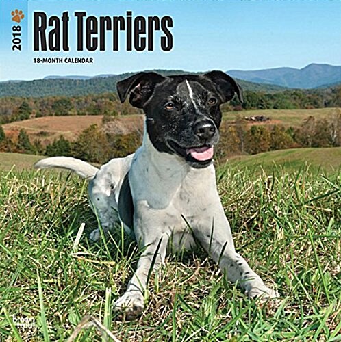 2018 Rat Terriers Wall Calendar (Wall)