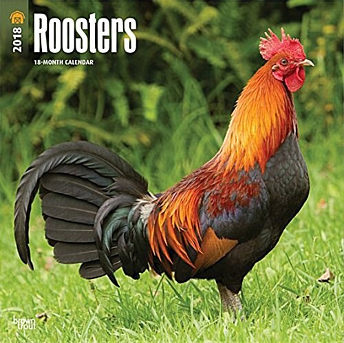 2018 Roosters Wall Calendar (Wall)