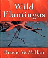 Wild Flamingos (School & Library)