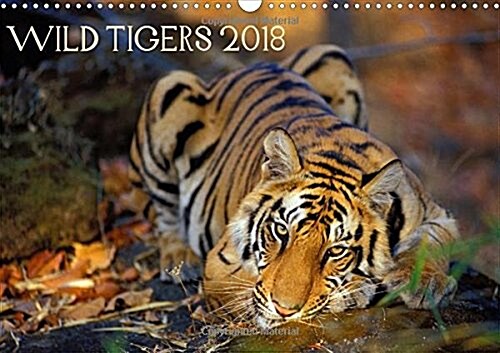 Wild Tigers 2018 2018 : Stunning images of wild tigers in India (Calendar)