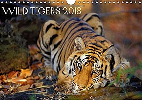 Wild Tigers 2018 2018 : Stunning images of wild tigers in India (Calendar)