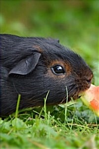 A Black and Tan Guinea Pig Eating Watermelon Up Close Journal: 150 Page Lined Notebook/Diary (Paperback)