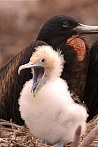 An Adorable Baby Frigate Bird on the Galapagos Islands Journal: 150 Page Lined Notebook/Diary (Paperback)