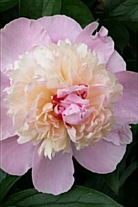 An Exquisite Pink and Cream Peony in Full Bloom Spring Flower Journal: 150 Page Lined Notebook/Diary (Paperback)