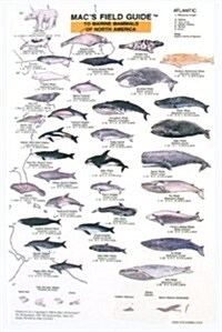 Macs Guide to Marine Mammals of North America (Paperback, LAM)