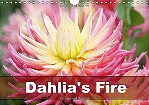 Dahlias Fire 2018 : Amazing Dahlia Portraits in Transparent Frames (Calendar, 3 ed)