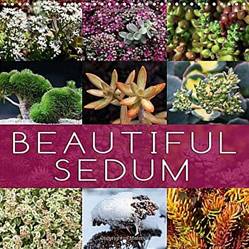 Beautiful Sedum 2018 : Portraits of Beautiful Sedum Varieties (Calendar, 3 ed)