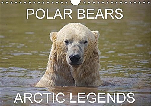Polar Bears - Arctic Legends 2018 : 2 Male Polar Bears Compete in a Test of Strength. (Calendar, 3 ed)