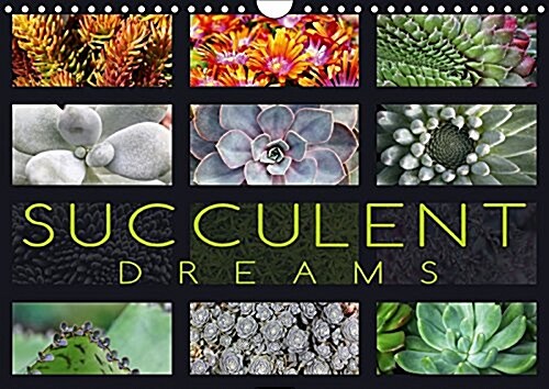 Succulent Dreams 2018 : Beautiful Portraits of Selected Succulents (Calendar, 3 ed)
