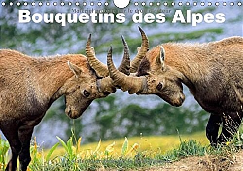 Bouquetins Des Alpes 2018 : Plans Rapproches Et Portrait De Bouquetins Des Alpes (Calendar, 3 ed)