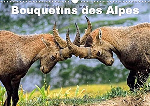 Bouquetins Des Alpes 2018 : Plans Rapproches Et Portrait De Bouquetins Des Alpes (Calendar, 3 ed)