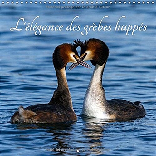 Lelegance des grebes huppes 2018 : Les grebes huppes, une beaute de la nature ! (Calendar)