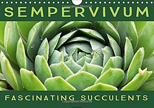 Sempervivum Fascinating Succulents 2018 : Sempervivum, 12 Wonderful Portraits of the Fascinating Succulents (Calendar, 3 ed)