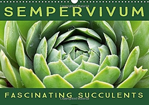 Sempervivum Fascinating Succulents 2018 : Sempervivum, 12 Wonderful Portraits of the Fascinating Succulents (Calendar, 3 ed)