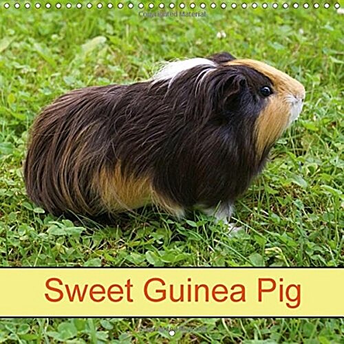 Sweet Guinea Pig 2018 : Rodents and Pets (Calendar, 3 ed)