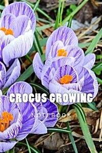 Crocus Growing: 150 Page Lined Notebook (Paperback)