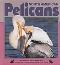 North American Pelicans (Hardcover)