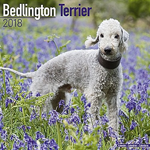 Bedlington Terrier Calendar 2018 (Paperback)