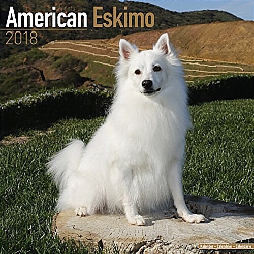 American Eskimo Calendar 2018 (Paperback)