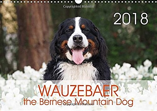 Wauzebaer the Bernese Mountain Dog 2018 : Photos of a Bernese Mountain Dog (Calendar, 3 ed)