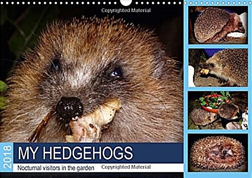 My Hedgehogs - Nocturnal Visitors in the Garden 2018 : Hedgehogs Enjoying Their Favourite Food (Calendar, 2 ed)