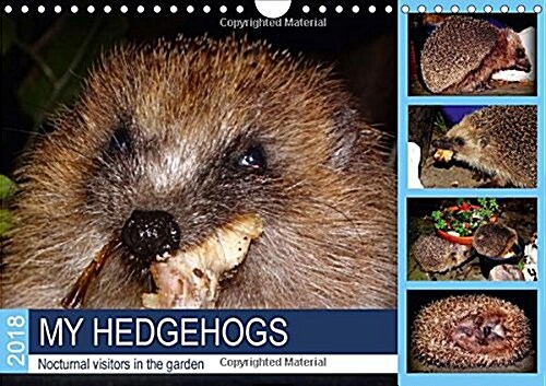 My Hedgehogs - Nocturnal Visitors in the Garden 2018 : Hedgehogs Enjoying Their Favourite Food (Calendar, 2 ed)