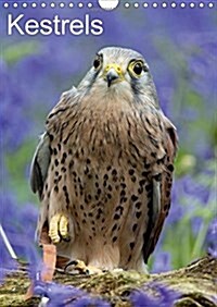 Kestrels 2018 : Kestrels on a Fallen Branch (Calendar, 3 ed)