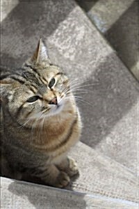 A Curious Little Tabby Cat on the Steps Pet Journal: 150 Page Lined Notebook/Diary (Paperback)