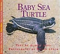 Baby Sea Turtle (Hardcover)