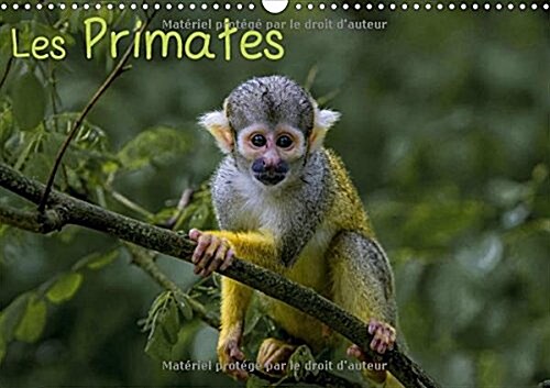 Les Primates 2018 : Retrouvez Les Portraits Des Principaux Representant Des Primates. (Calendar, 2 ed)