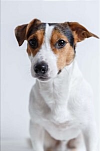 Such a Sweet Serious Jack Russell Terrier Dog Pet Journal: 150 Page Lined Notebook/Diary (Paperback)