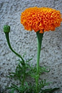 A Very Happy Orange Marigold Flower Journal: 150 Page Lined Notebook/Diary (Paperback)
