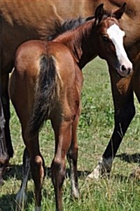 An Adorable Bay Colt with a White Face Horse Journal: 150 Page Lined Notebook/Diary (Paperback)