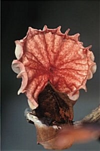 Journal Mushroom Fan Shaped Mycologist Mycology: (Notebook, Diary, Blank Book) (Paperback)