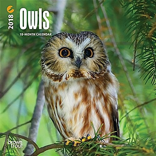 Owls 2018 Calendar (Calendar, Mini, Wall)