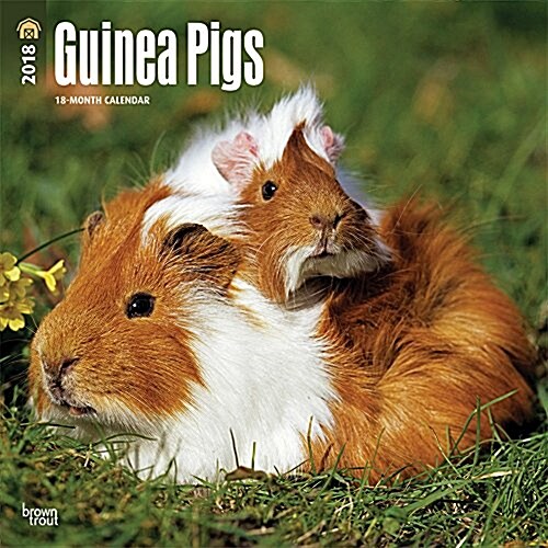 Guinea Pigs 2018 Calendar (Calendar, Wall)