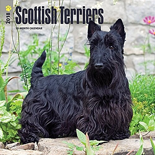 Scottish Terriers 2018 Calendar (Calendar, Wall)