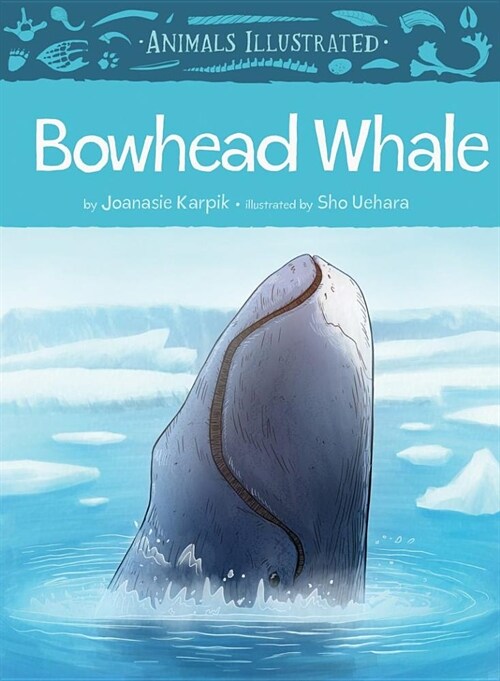 Animals Illustrated: Bowhead Whale (Hardcover, English)