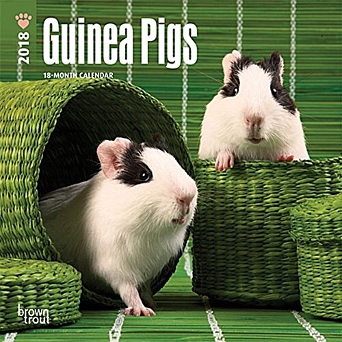 Guinea Pigs 2018 Calendar (Calendar, Mini, Wall)