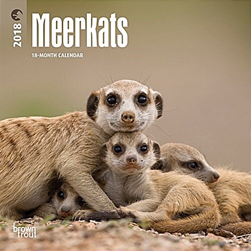 Meerkats 2018 Calendar (Calendar, Mini, Wall)