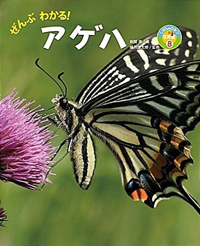 ぜんぶわかる! アゲハ (しぜんのひみつ寫眞館) (大型本)