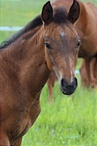 Precious Little Brown Foal with a Black Mane in the Pasture Horse Journal: 150 Page Lined Notebook/Diary (Paperback)