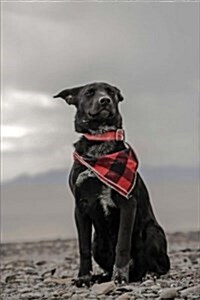 Adorable Black Dog Wearing a Plaid Scarf Strikes a Pose Journal: 150 Page Lined Notebook/Diary (Paperback)