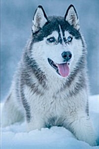 A Wonderful Husky Dog Relaxing in the Snow Pet Journal: 150 Page Lined Notebook/Diary (Paperback)