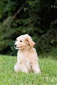 Golden Doodle: Notebook or Journal with 150 Lined Pages (Paperback)