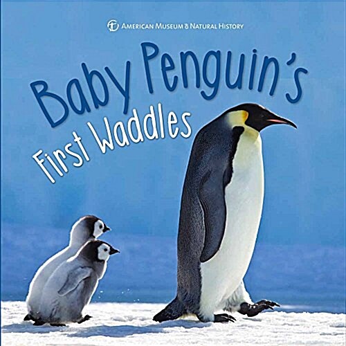 Baby Penguins First Waddles (Hardcover)