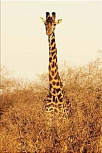 Giraffe in Tsavo East National Park Kenya Africa Wildlife Journal: 150 Page Lined Notebook/Diary (Paperback)