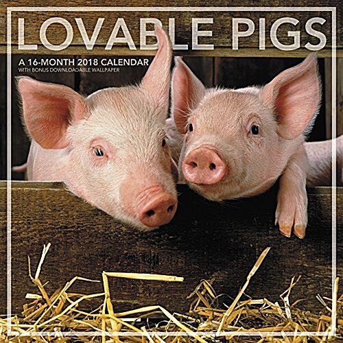 Lovable Pigs 2018 Calendar (Calendar, Wall)